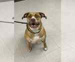 Billy - Female Mutt Dog for Adoption - Small photo