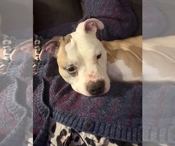 Medium Photo #1 Staffordshire Bull Terrier-Unknown Mix Puppy For Sale in Princeton, MN, USA