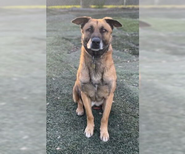 Medium Photo #3 Mutt Puppy For Sale in Ventura, CA, USA