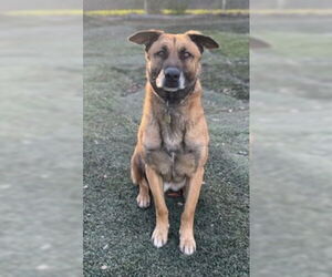 Otis - Male Mutt Dog for Adoption - Photo #3