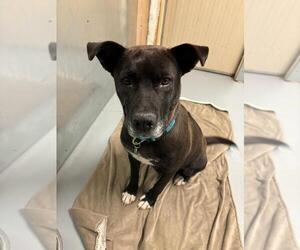 American Pit Bull Terrier-Unknown Mix Dogs for adoption in Calgary, Alberta, Canada