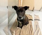 Small American Pit Bull Terrier Mix
