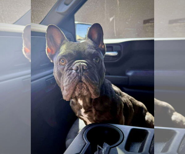 Medium Photo #1 French Bulldog Puppy For Sale in Dumont, NJ, USA