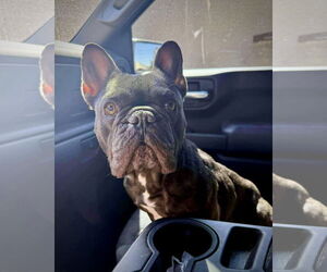 French Bulldog Dogs for adoption in Dumont, NJ, USA