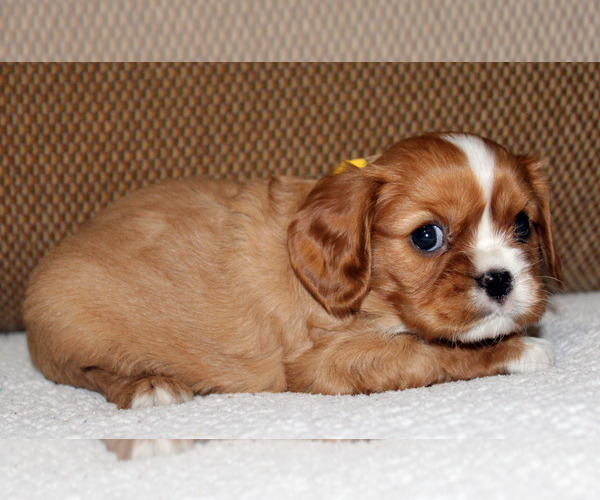 Medium Photo #3 Cavalier King Charles Spaniel Puppy For Sale in SPRING HILL, FL, USA
