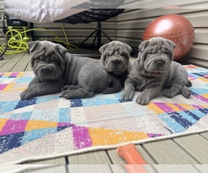 Chinese Shar-Pei Puppy for sale in MARINE CITY, MI, USA