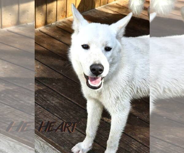 Medium Photo #1 Siberian Husky Puppy For Sale in Severn, MD, USA