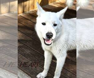 Stitch - Male Siberian Husky Dog for Adoption