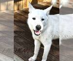 Stitch - Male Siberian Husky Dog for Adoption - Small photo