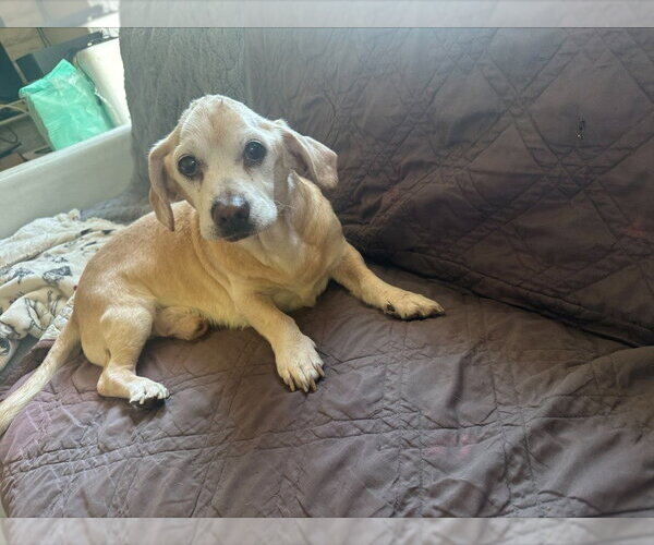 Medium Photo #2 Beagle-Unknown Mix Puppy For Sale in Salt Lake City, UT, USA