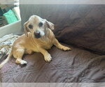 Small #1 Beagle Mix