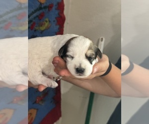 Pembroke Welsh Corgi-Poodle (Miniature) Mix Puppy for sale in LONGMONT, CO, USA