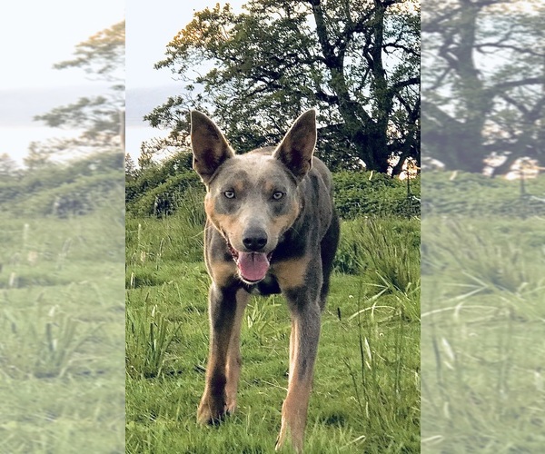 Medium Photo #1 Australian Kelpie Puppy For Sale in CAMAS, WA, USA