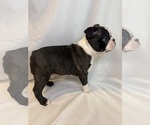 Small #4 Boston Terrier