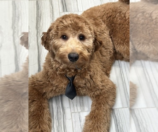 Medium Photo #1 Australian Labradoodle Puppy For Sale in STAR, ID, USA