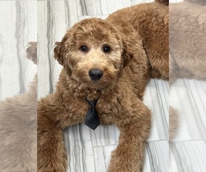 Father of the Australian Labradoodle puppies born on 03/16/2026
