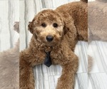 Small Photo #1 Australian Labradoodle Puppy For Sale in STAR, ID, USA