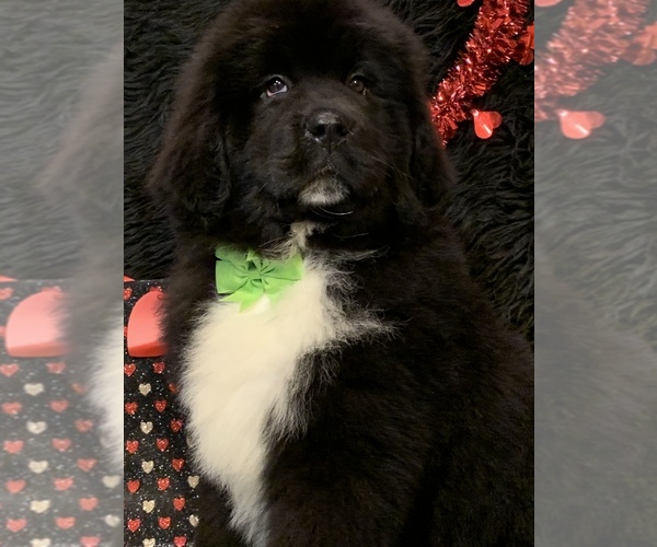 Medium Photo #2 Newfoundland Puppy For Sale in DALE, IN, USA