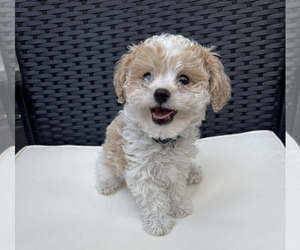 Poodle (Toy) Puppy for sale in BIRMINGHAM, AL, USA