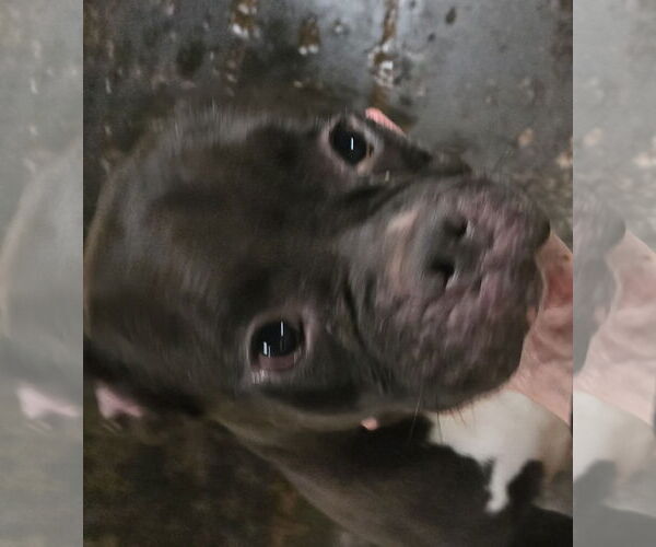 Medium Photo #2 Free-Lance Bulldog Puppy For Sale in Jackson, MS, USA