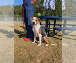 Small #2 Treeing Walker Coonhound Mix