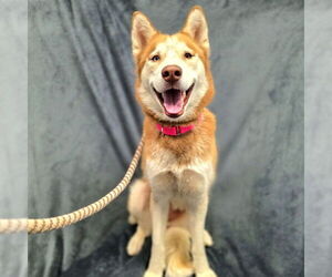 Siberian Husky Dogs for adoption in Long Beach, CA, USA