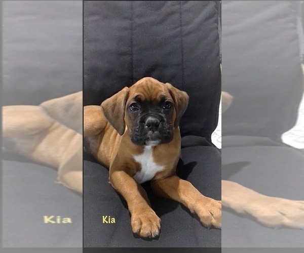 Medium Photo #3 Boxer Puppy For Sale in APPLE CREEK, OH, USA