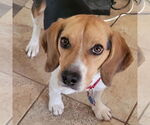 Small #6 Beagle