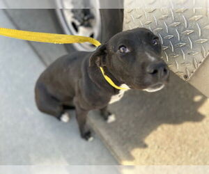 Medium American Pit Bull Terrier Mix