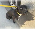 Small American Pit Bull Terrier Mix