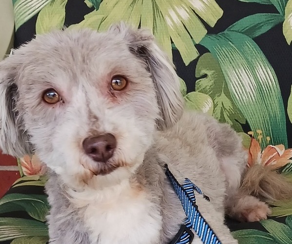 Medium Photo #1 Havanese Puppy For Sale in WINSTON SALEM, NC, USA