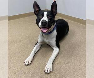 American Pit Bull Terrier Dog for Adoption in Aurora, Colorado USA