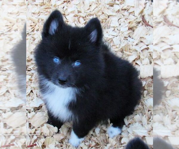 Medium Photo #5 Huskimo Puppy For Sale in SEBRING, FL, USA