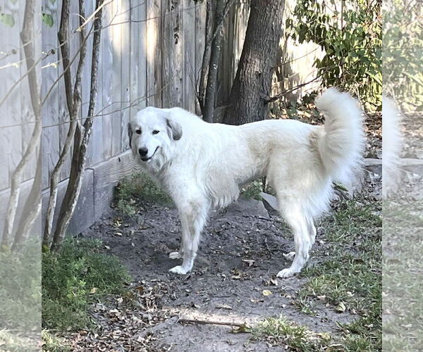 Medium Photo #5 Great Pyrenees Puppy For Sale in Spring, TX, USA