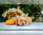 Puppy Nadine Golden Retriever