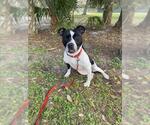 Small #1 American Pit Bull Terrier