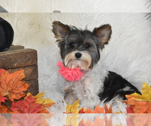 Yorkshire Terrier Puppy for sale in ELDORADO, OH, USA