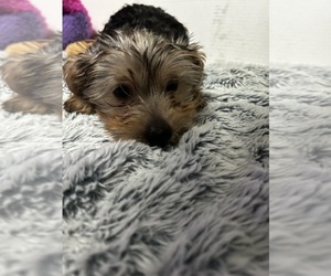 Yorkshire Terrier Puppy for sale in MARTIN, GA, USA