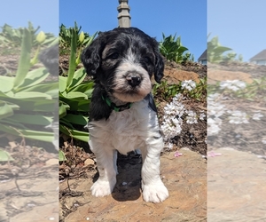 Sheepadoodle Puppy for sale in OAKDALE, PA, USA