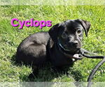 Small #1 Chihuahua-Spaniel Mix