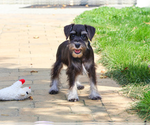 Schnauzer (Miniature) Puppy for sale in SYRACUSE, IN, USA