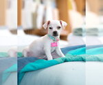 Small Photo #5 Chihuahua Puppy For Sale in Marina Del Rey, CA, USA