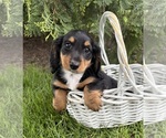Small #1 Dachshund