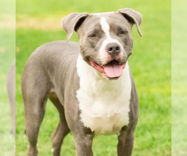 Medium Photo #2 Mutt Puppy For Sale in Camarillo, CA, USA