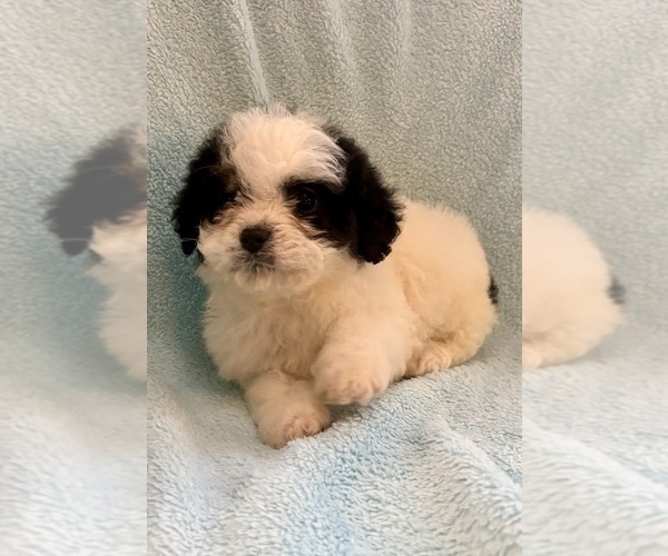Medium Photo #12 Cavapoo (Miniature) Puppy For Sale in FAIR HAVEN, MI, USA