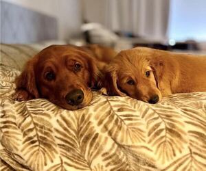 Father of the Golden Retriever puppies born on 07/06/2026