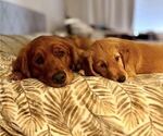 Small Photo #1 Golden Retriever Puppy For Sale in ORLANDO, FL, USA