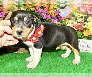 Dachshund Puppy for sale in HAMMOND, IN, USA