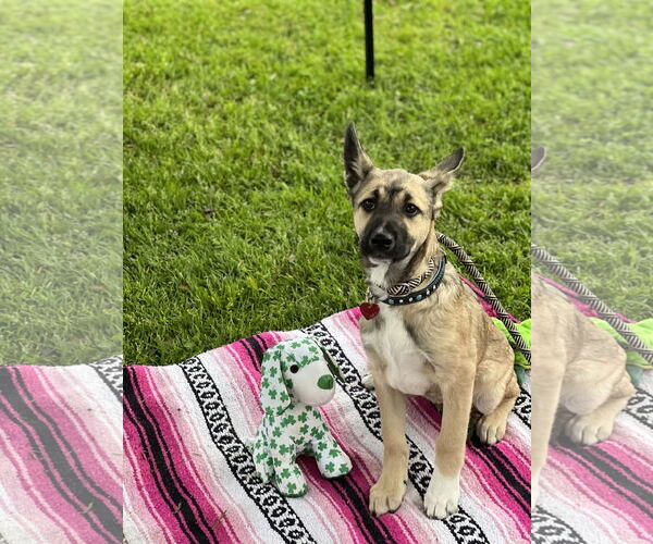 Medium Photo #12 Australian Kelpie-Unknown Mix Puppy For Sale in Dana Point, CA, USA