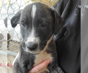 Collie-Mountain Cur Mix Dogs for adoption in Shreveport, LA, USA